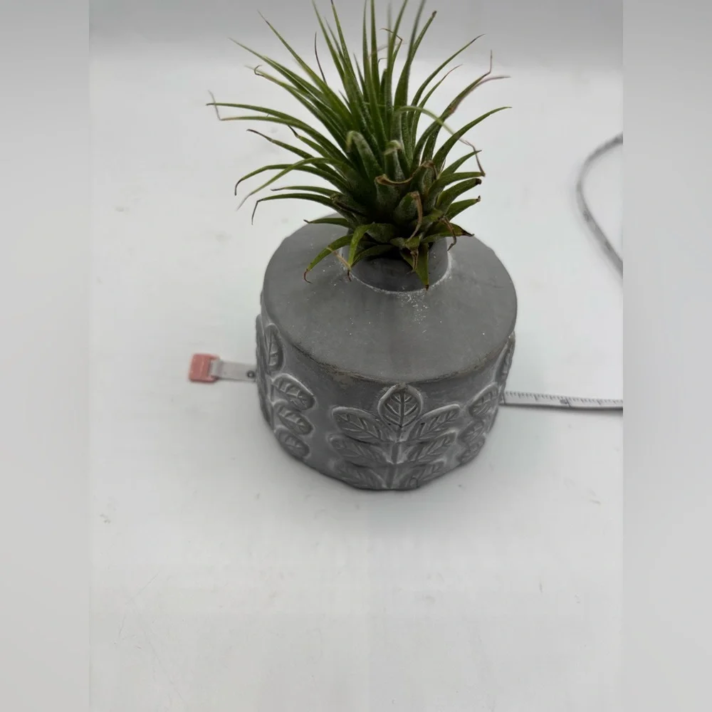 Modern Boho Live Air Plant - Grey Leaf Relief Concrete Pot